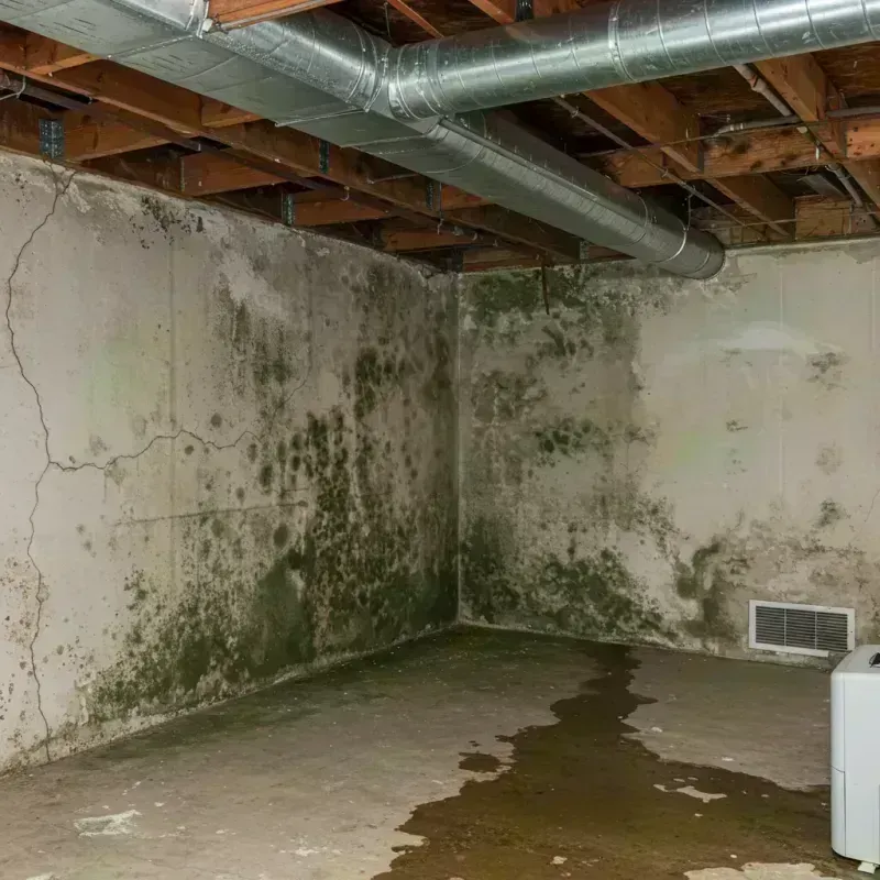 Professional Mold Removal in Valencia, NM